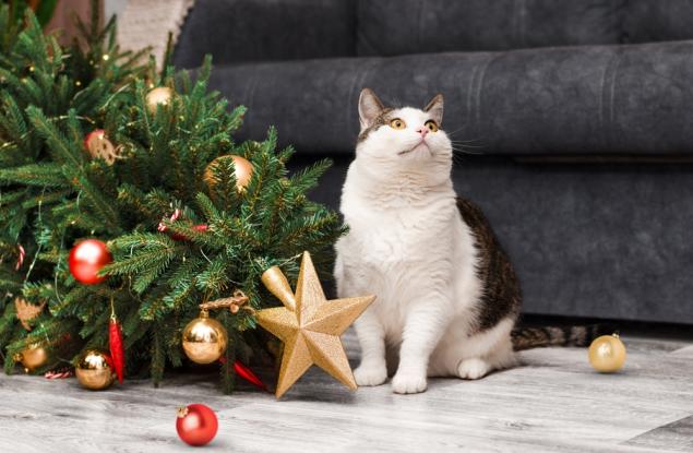 Елха и котка: мисия (не)възможна