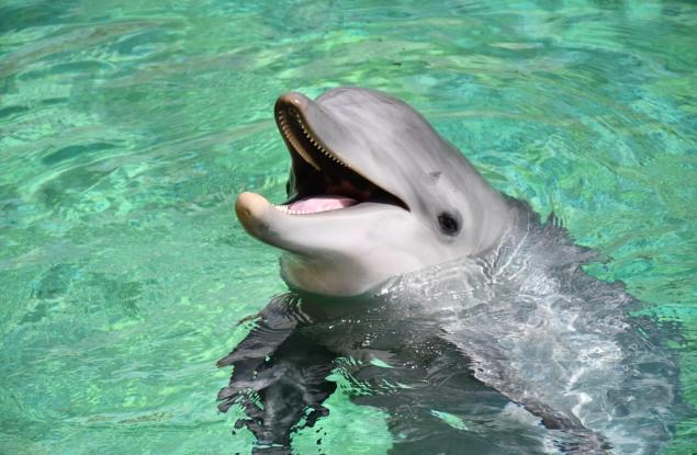 Австралийски изследователи разшифроват езика на застрашен вид делфин