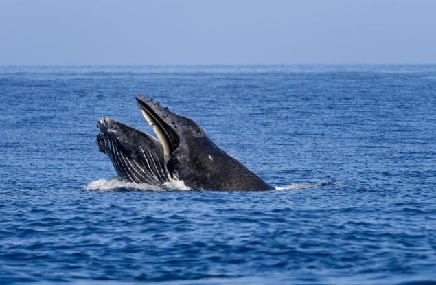 Гърбатите китове мигрират по-рано заради намаляването на арктическия морски лед