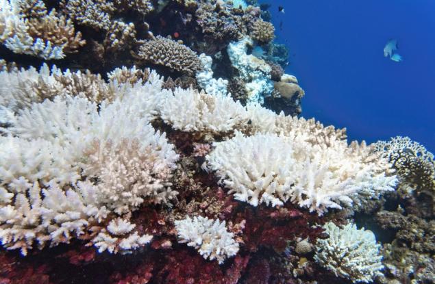 Регистрираха най-всеобхватното избелване на коралови рифове в Западна Австралия