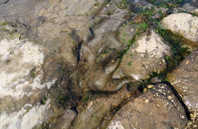 Хиляди отпечатъци от динозаври са открити върху алпийски скали, близо до мястото на Зимните олимпийски игри през 2026 г.