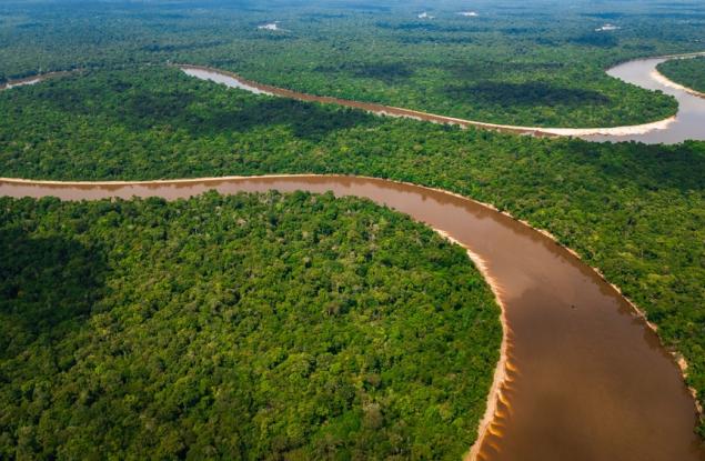 Учени в Бразилия лишават дървета от вода, за да тестват лимита на Амазония 