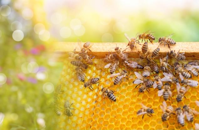 Пчелите изпитват по-голям стрес заради повишаването на температурите