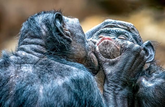 Първата целувка се е случила преди около 20 милиона години между примати