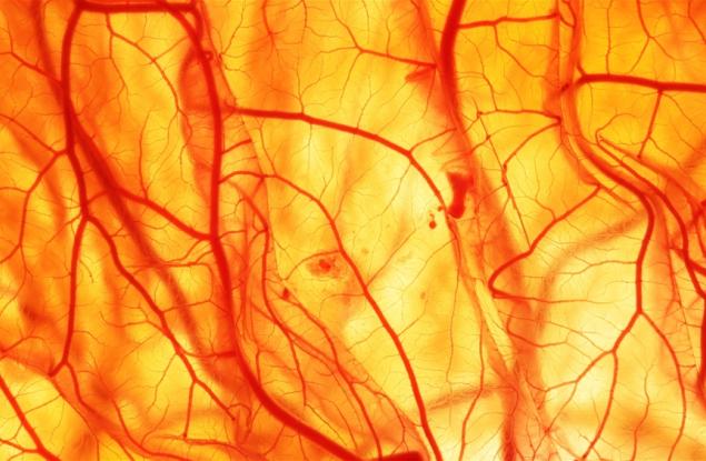 Австралийски учени създадоха 3D принтирани копия на кръвоносни съдове за едва два часа