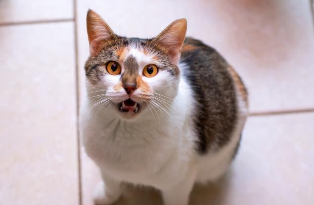 Котките променят комуникационната си стратегия, като мяукат повече, когато поздравяват мъже