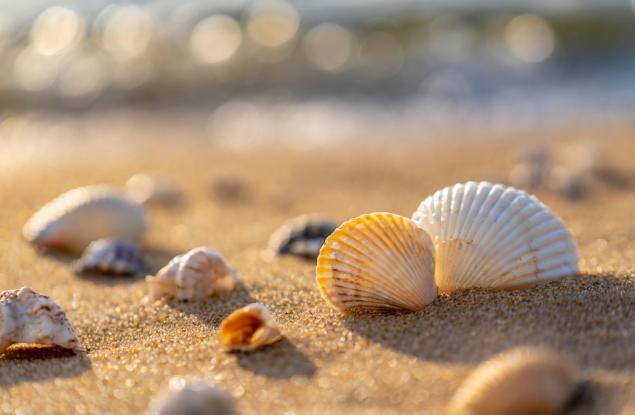 Oткриха във Франция работилница за накити от раковини отпреди 42 000 години 