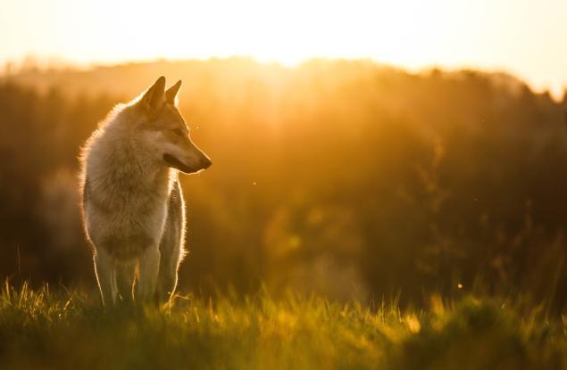 Учени документираха първото известно използване на сечива при диви вълци