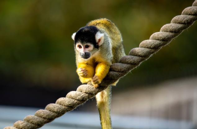 Маймуни могат да издават йодлер звуци по-добре от хората