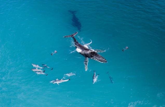 Китовете и делфините често си взаимодействат и играят