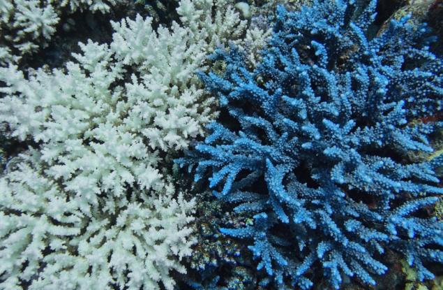 Глобалното избелване на коралите достигна рекордни мащаби