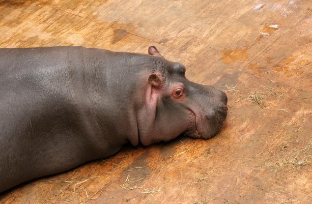 Хипопотамът – ходещ ресторант