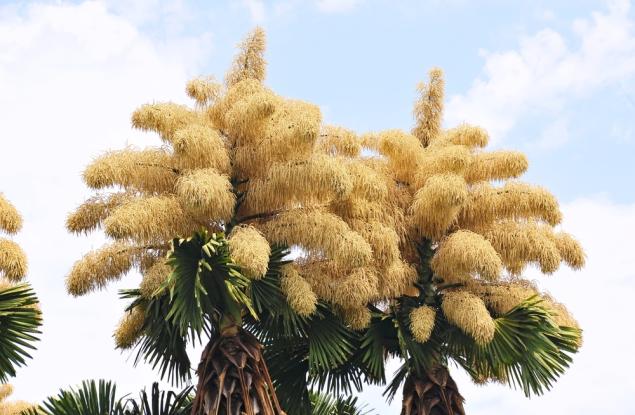 Редки палми в Рио де Жанейро цъфтят само веднъж, преди да умрат