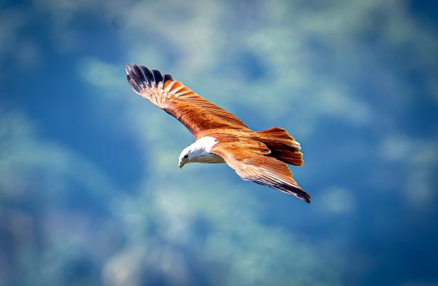 Защо птиците могат да летят, ние – не 