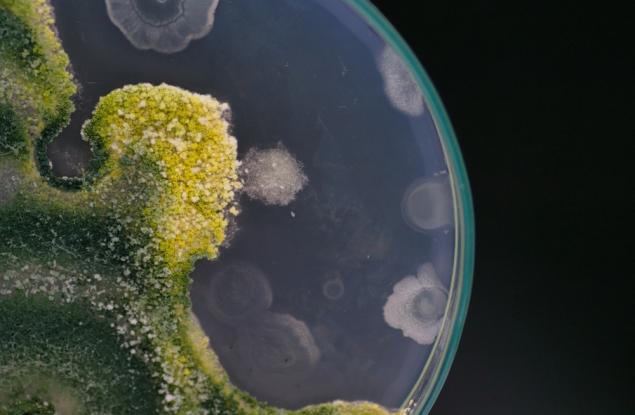 Бактерия, важна за човешкото здраве, оцелява в космоса