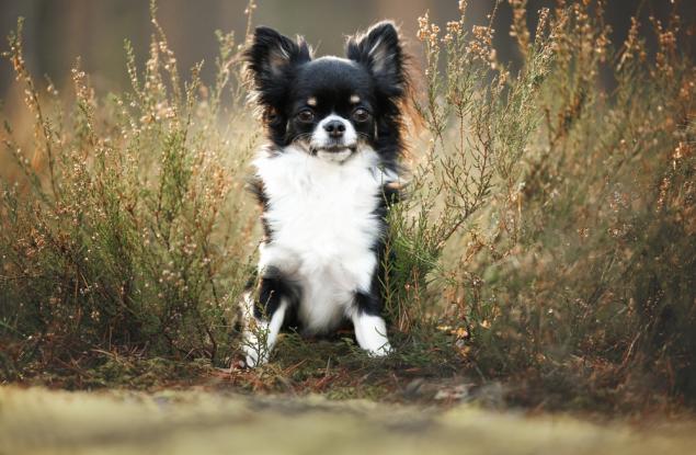 Повечето кучета имат ДНК от вълци (дори миниатюрните чихуахуа)