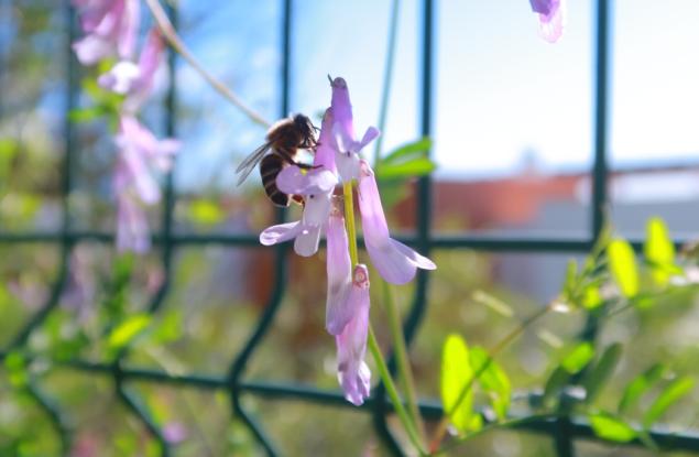 Градските диви цветя предават токсични метали на пчелите, установи проучване на Университета в Кеймбридж