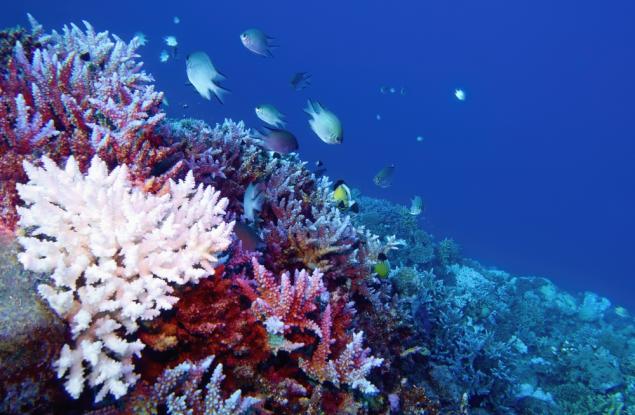 Топлоустойчиви „супер корали“ дават надежда за застрашените от избелване рифови системи
