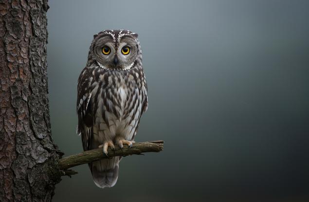 Какво (не) знаем за бухала