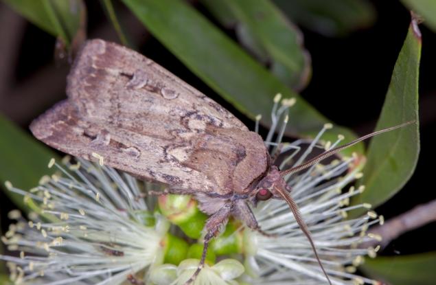 Учени ще изследват живота на 10 000 пеперуди с помощта на лепило за мигли