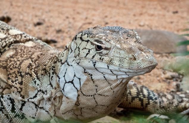 Откриха костна структура, свързана с еволюцията на австралийските варани