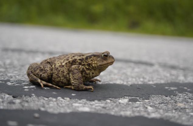 Как отровните жлези помогнаха на съвременните крастави жаби да завладеят света