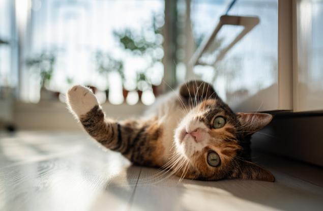 Ето няколко човека, които бяха категорични, че няма да си вземат котка