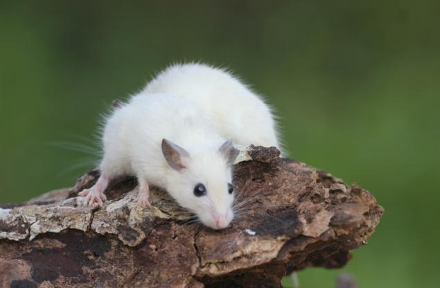 Упражненията забавят растежа на туморите при мишки, като насочват усвояването на глюкоза към мускулите