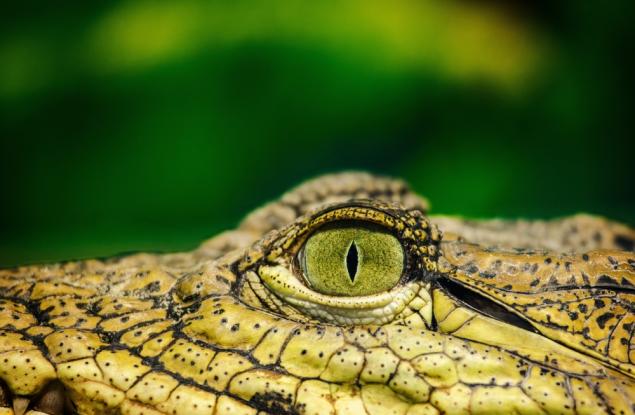 Студенокръвните животни са уязвими към климатичните колебания