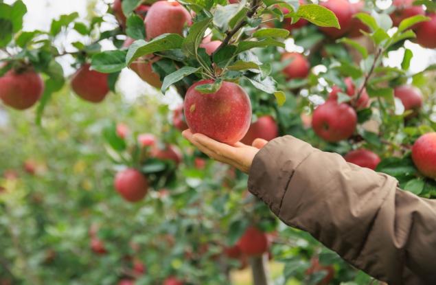 Испански учени откриха начин да определят зрелостта на плодовете, без да ги повреждат