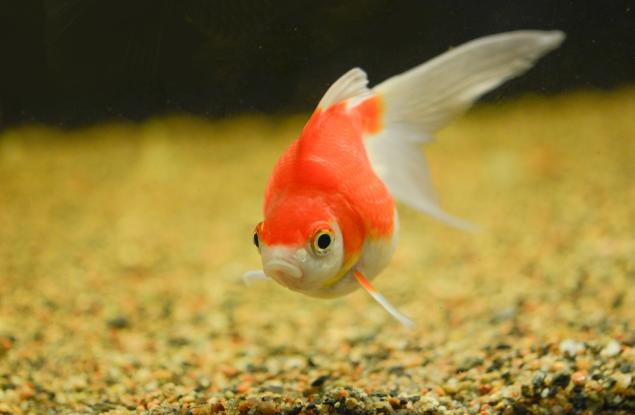 Виц: Златната рибка и големия тенис корт