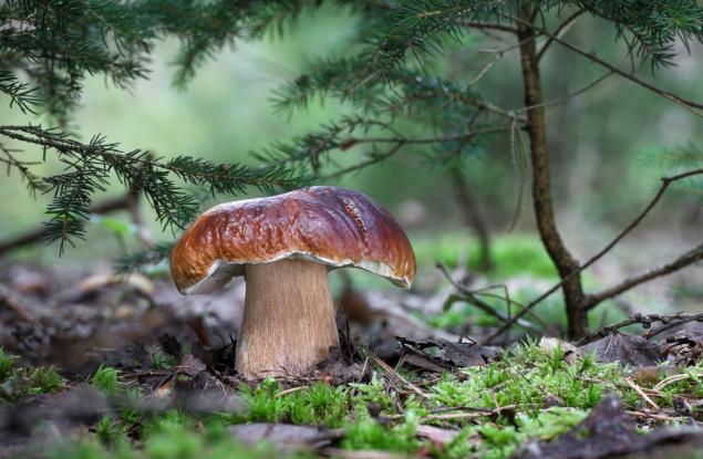Интересни факти за гъбите