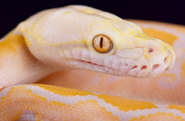 Питон премина през водопровода, появи се в тоалетната и ухапа гениталиите на съсед