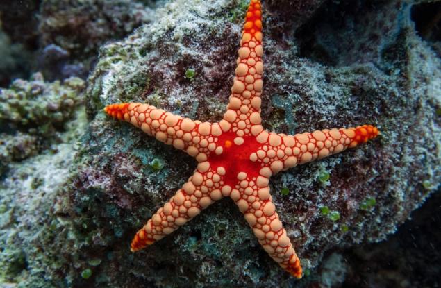 Учени обясняват как морските звезди контролират стотици крачета, без да имат мозък 