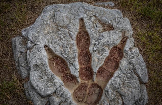 Изкуствен интелект определя кой динозавър кои отпечатъци е оставил и о