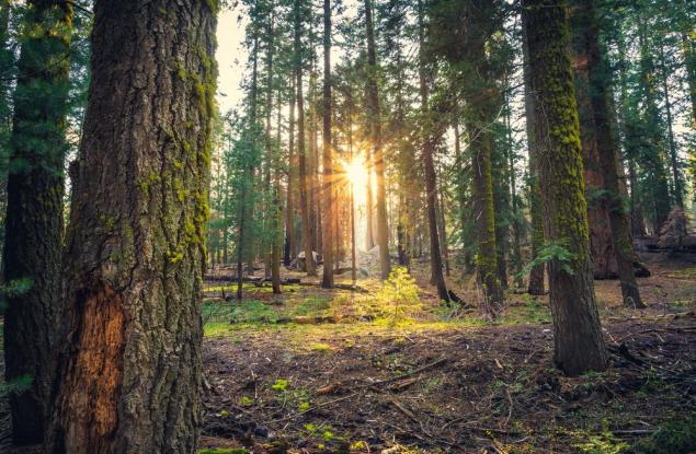 Горите ще бъдат от най-засегнатите екосистеми от климатичните промени