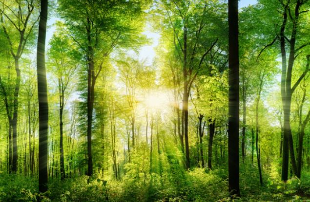 Могат ли растенията да си говорят?