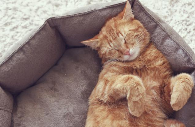 Защо котките спят толкова много?