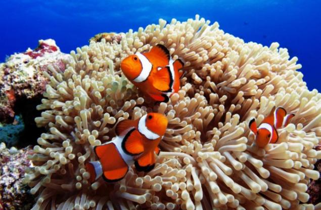 Подводните обитатели са пълни с изненади