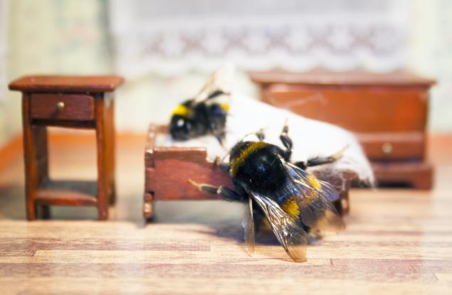 Спят ли буболечките?