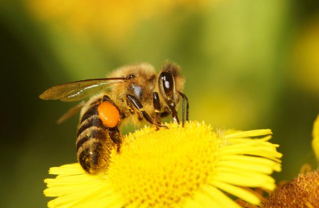 Пчелите могат да различават четни от нечетни числа
