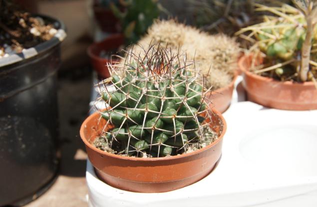 15 критично застрашени растителни вида, повлияни от климатичните промени