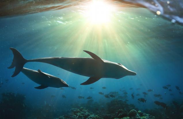 Майките делфини използват бебешки говор, когато викат малките си 