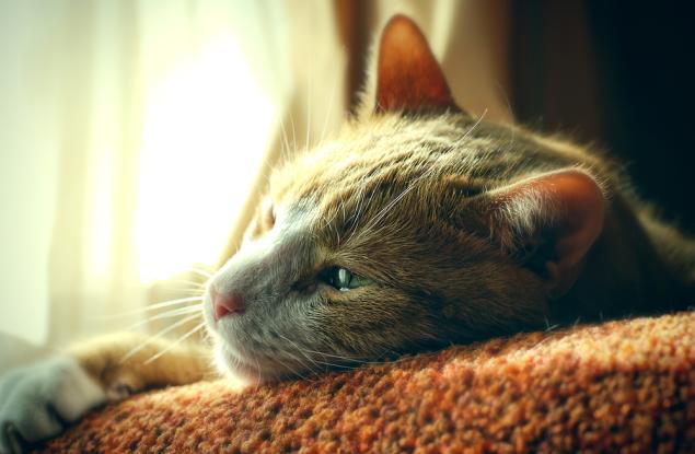 Смъртта на домашен любимец може да бъде толкова болезнена, колкото загубата на близък