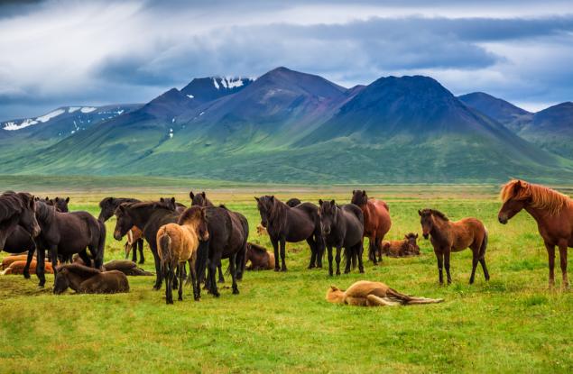 Екосистемни инженери: Как дивите бозайници помагат в борбата срещу изменението на климата