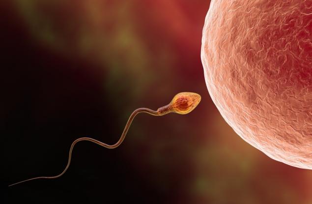 Сперматозоидите могат да бъдат жестоки, някои дори „тровят“ конкуренцията