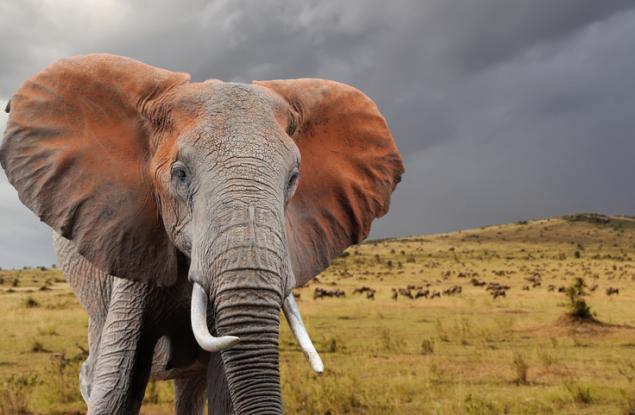 Бозайникът, който не бихте искали да ви настъпи