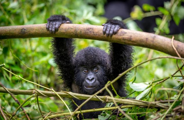 Стресът при приматите намалява, след като са пуснати на свобода