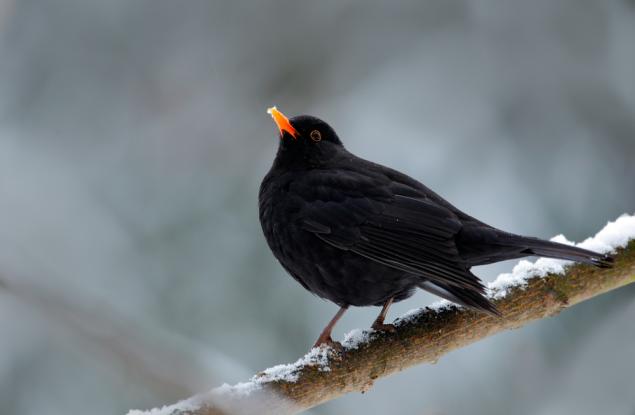 Птиците, които могат да пият алкохол