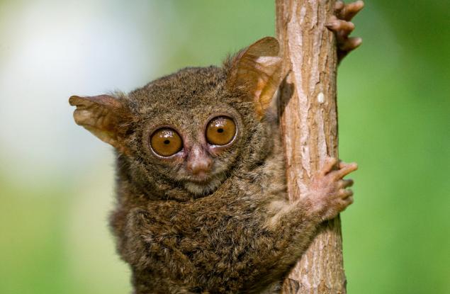 Разкриха геномни последователности на стотици примати за първи път